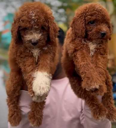 Poodle For Sale In Hyderabad