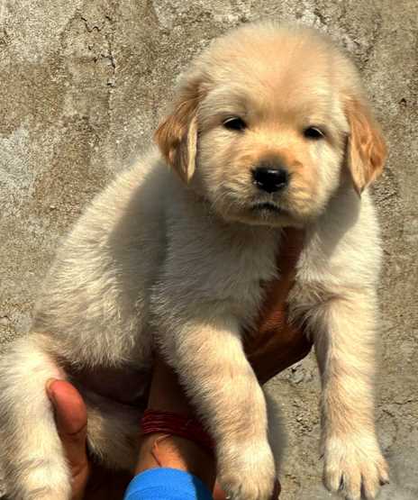 Golden Retriever For Sale In Jaipur