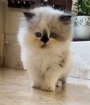 Ragdoll For Sale In Mumbai