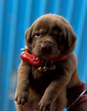 Labrador Retriever For Sale In Delhi