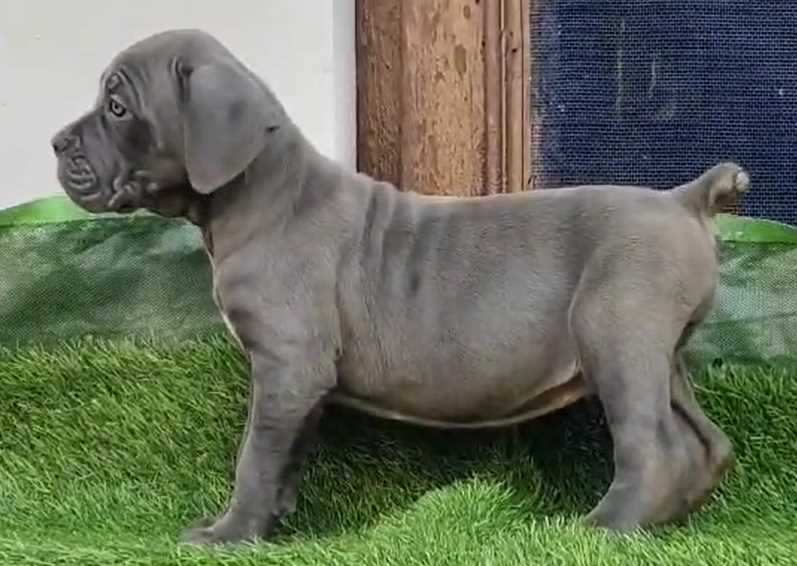 Cane Corso For Sale In Ambala