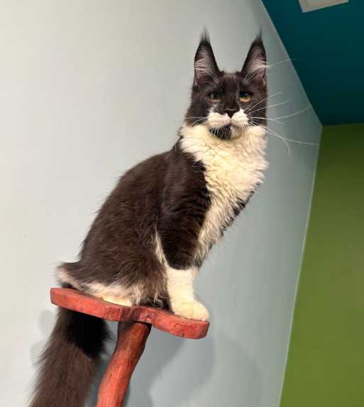 Maine Coon For Sale In Mumbai