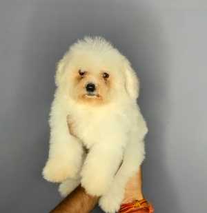 Bichon Frise For Sale In Delhi