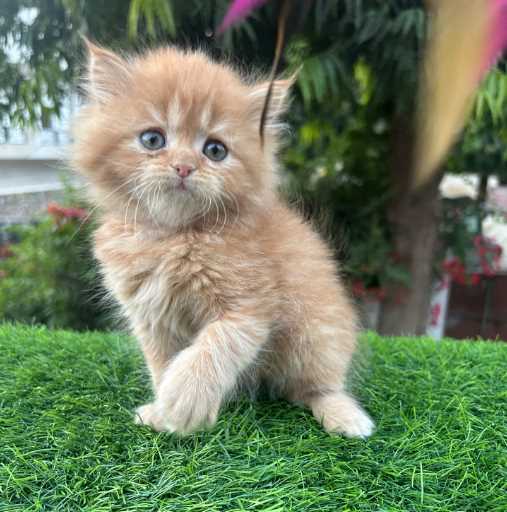 Persian For Sale In Jaipur