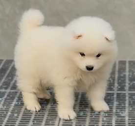 Samoyed For Sale In Moga