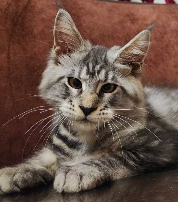 Maine Coon For Sale In Chennai