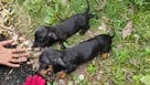 Dachshund For Sale In Coimbatore