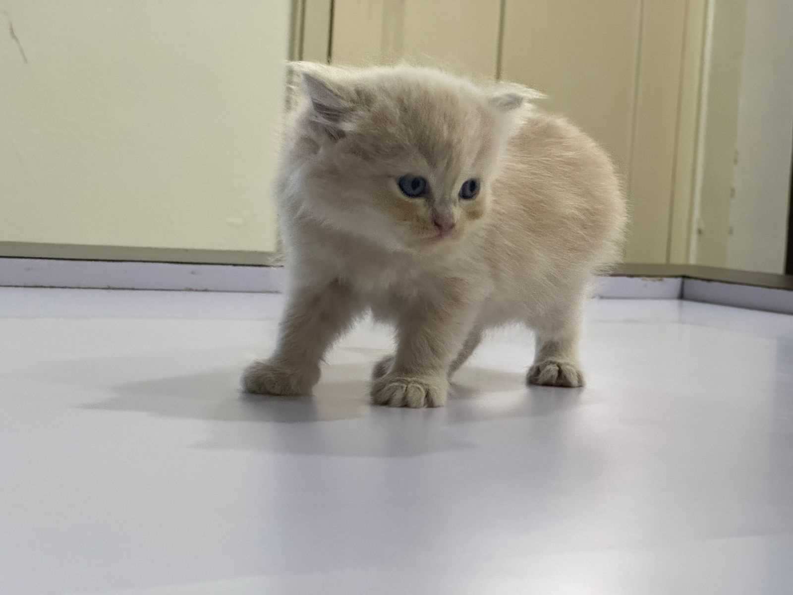 Persian For Sale In Ahmedabad