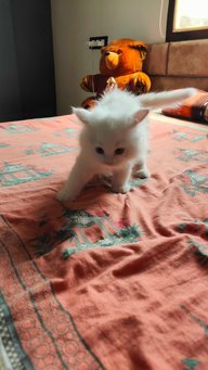 Persian For Sale In Ahmedabad