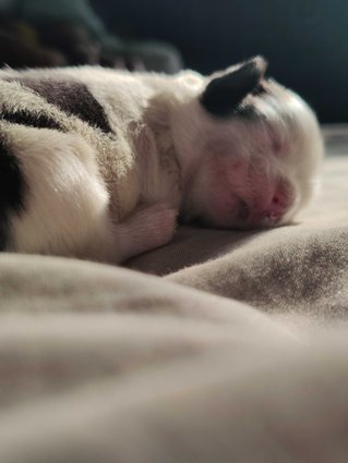 Shih Tzu For Sale In Noida