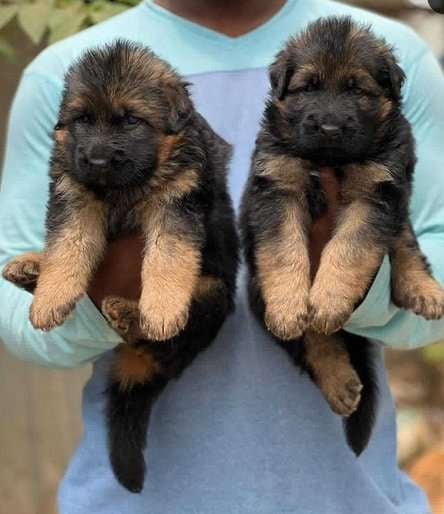German Shepherd For Sale In Chitradurga