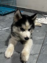 Siberian Husky For Sale In Vadodara