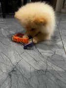 Culture Pomeranian For Sale In Vadodara