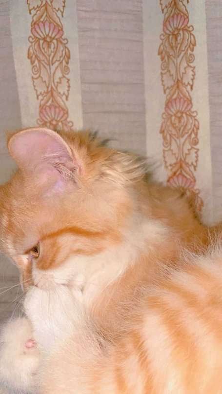Persian For Sale In Kanpur