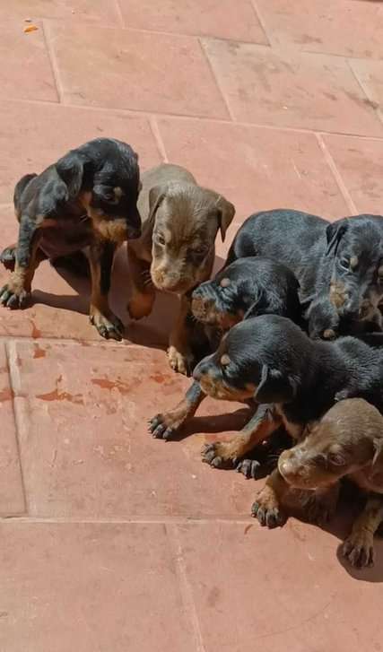 Doberman For Sale In Bangalore