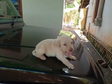 Labrador Retriever For Sale In Kozhikode