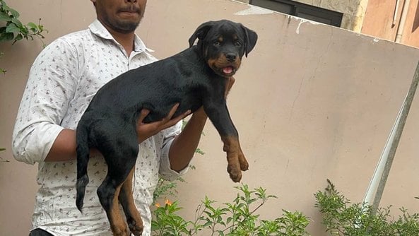 Rottweiler For Sale In Vizag