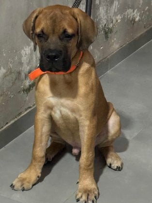 Bullmastiff For Sale In Bhilai Nagar