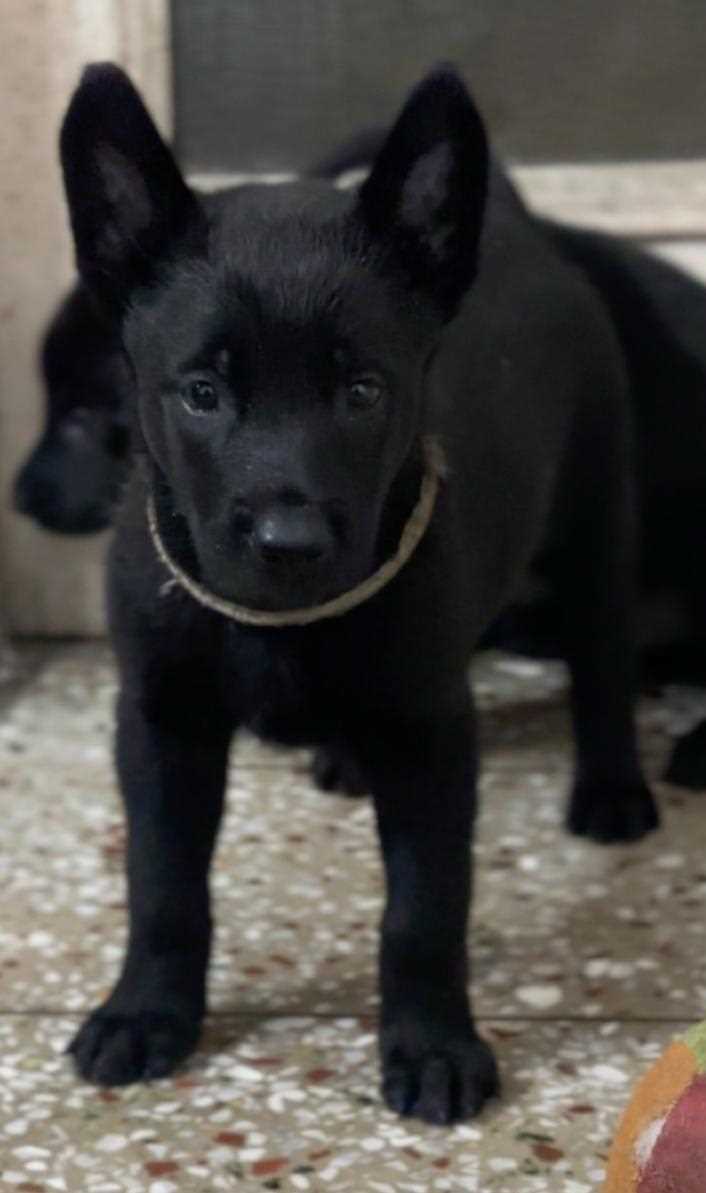 Belgian Malinois For Sale In Delhi