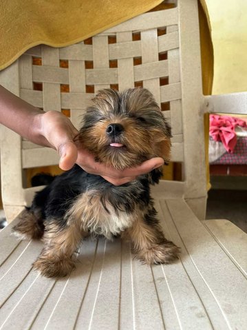 Yorkshire Terrier For Sale In Chennai