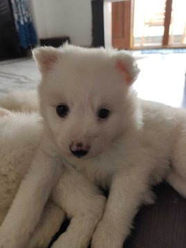 Pomeranian For Sale In Hyderabad