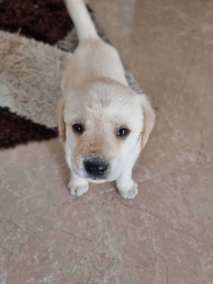 Labrador Retriever For Sale In Noida