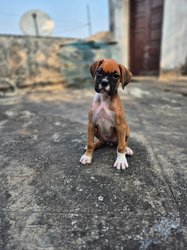 Boxer For Sale In Howrah