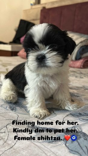 Shih Tzu For Sale In Jalandhar