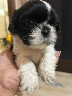 Shih Tzu For Sale In Jalandhar