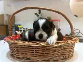 Shih Tzu For Sale In Jalandhar