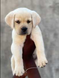 Labrador Retriever For Sale In Belgaum