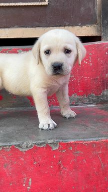Labrador Retriever For Sale In Belgaum