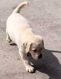 Labrador Retriever For Sale In Belgaum
