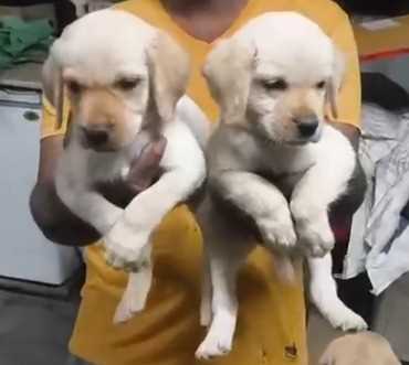 Labrador Retriever For Sale In Belgaum