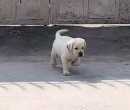 Labrador Retriever For Sale In Belgaum
