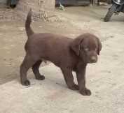 Labrador Retriever For Sale In Guwahati