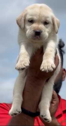Labrador Retriever For Sale In Guwahati