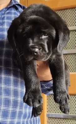 Labrador Retriever For Sale In Guwahati