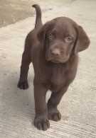 Labrador Retriever For Sale In Gwalior