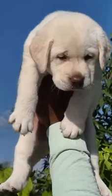 Labrador Retriever For Sale In Gwalior