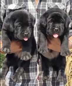 Labrador Retriever For Sale In Gwalior