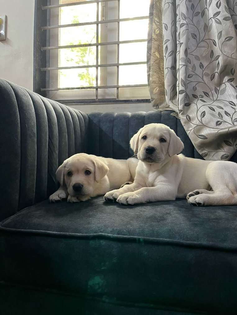 Labrador Retriever For Sale In Gwalior