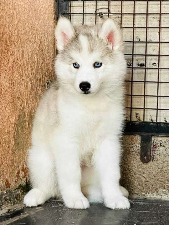 Siberian Husky For Sale In Ghaziabad