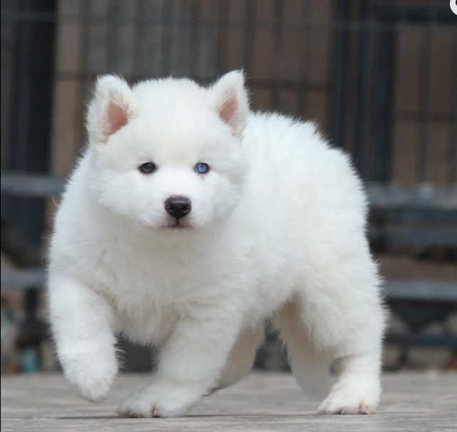 Siberian Husky For Sale In Ghaziabad