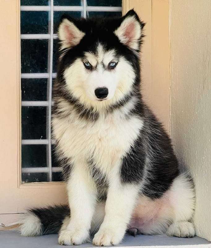 Siberian Husky For Sale In Ghaziabad