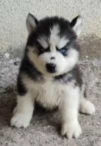 Siberian Husky For Sale In Ghaziabad