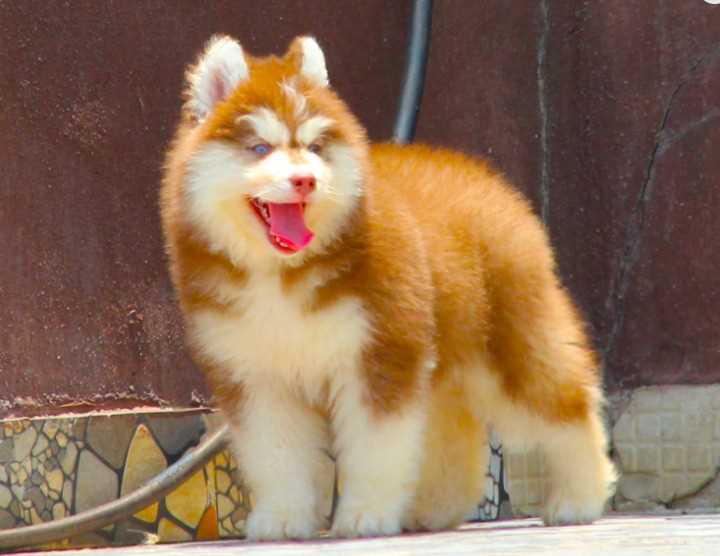 Siberian Husky For Sale In Ghaziabad