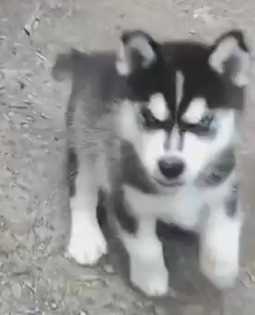 Siberian Husky For Sale In Ghaziabad