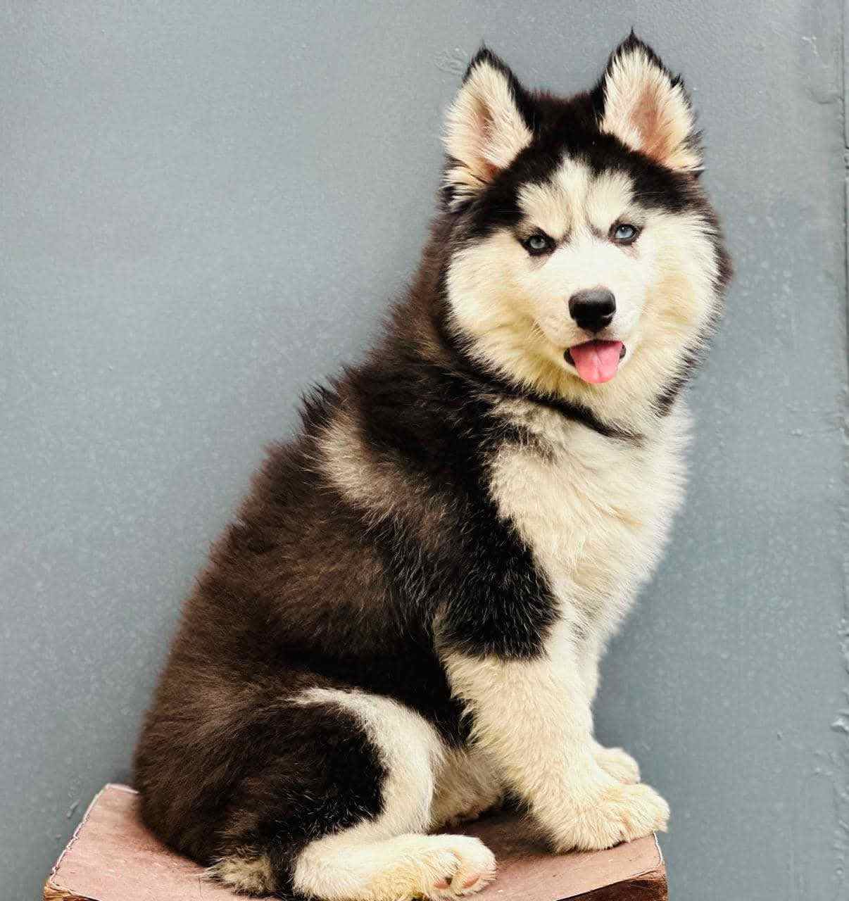 Siberian Husky For Sale In Ghaziabad
