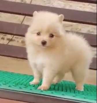 Pomeranian For Sale In Ranchi
